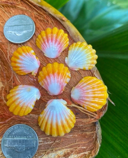 Absolutely gorgeous and super rare Sunrise Shell Necklace with AAA Gemstone or Pearl // Pick shell & stone // Wire wrapped jewelry // Handmade in Hawaii with love //