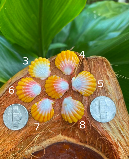 Absolutely gorgeous and super rare Sunrise Shell Necklace with AAA Gemstone or Pearl // Pick shell & stone // Wire wrapped jewelry // Handmade in Hawaii with love //